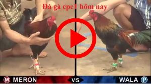 coi đá gà trực tiếp thomo ngày hôm nay