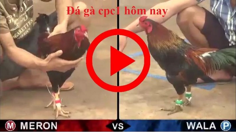 coi đá gà trực tiếp thomo ngày hôm nay