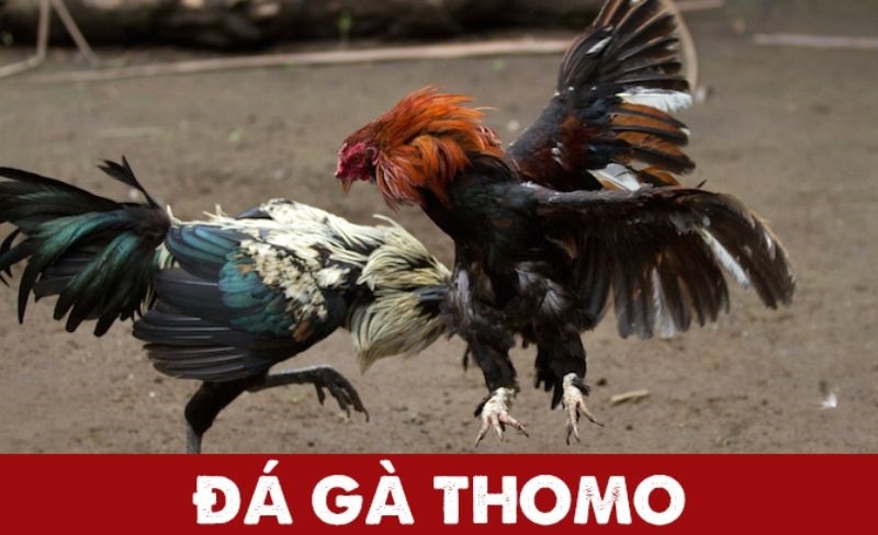 Xem đá gà trực tiếp Thomo bữa nay