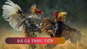 Xem đá gà trực tiếp Thomo bữa nay