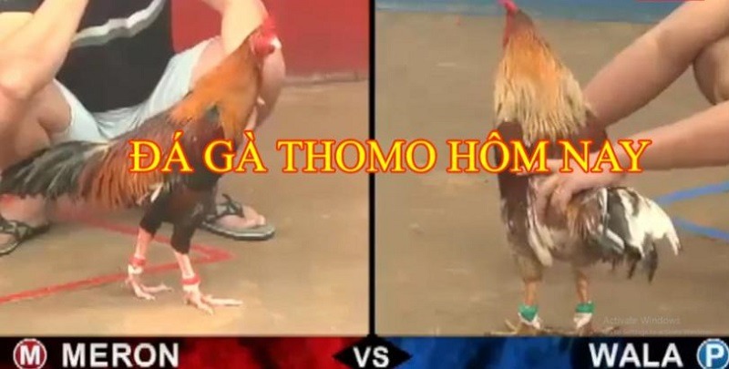 Xem đá gà trực tiếp Thomo Campuchia hôm nay