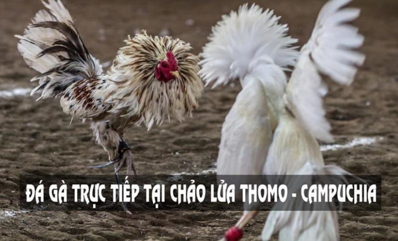 Xem đá gà trực tiếp Thomo Campuchia hôm nay