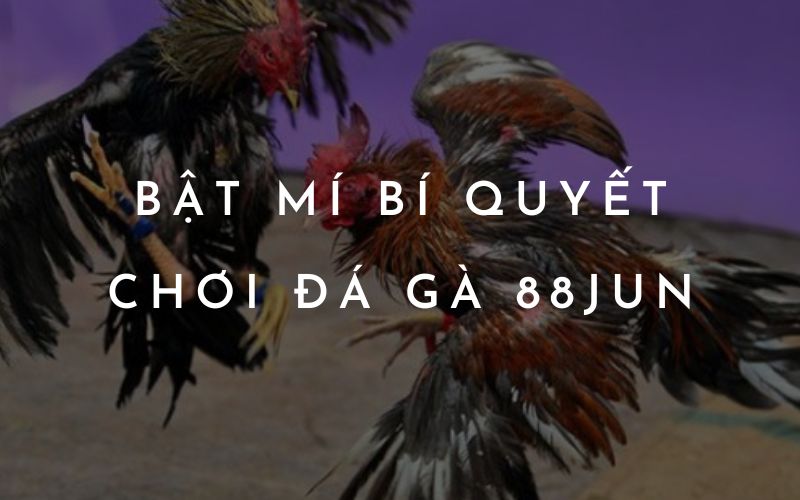 Bật mí bí quyết chơi đá gà 88Jun