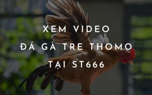 Đá gà tre Thomo mới nhất