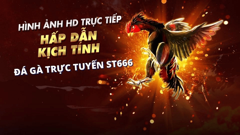 đá gà trực tiếp Thomo 999 hôm nay