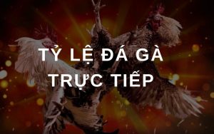 tỷ lệ đá gà trực tiếp