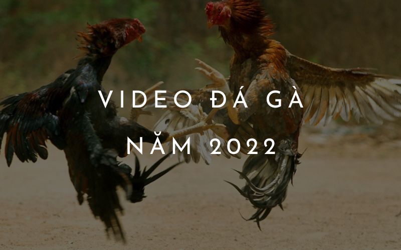 video đá gà năm 2022