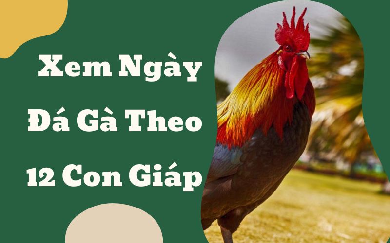 Xem ngày đá gà theo 12 con giáp