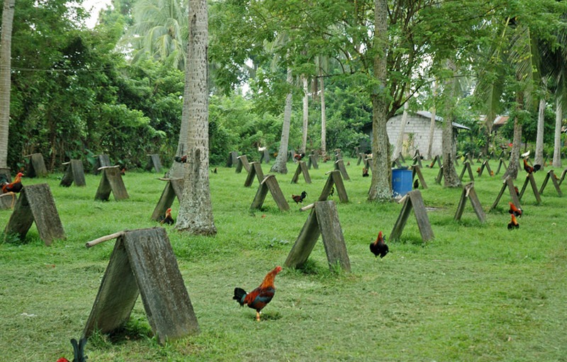 bán gà đá An Giang