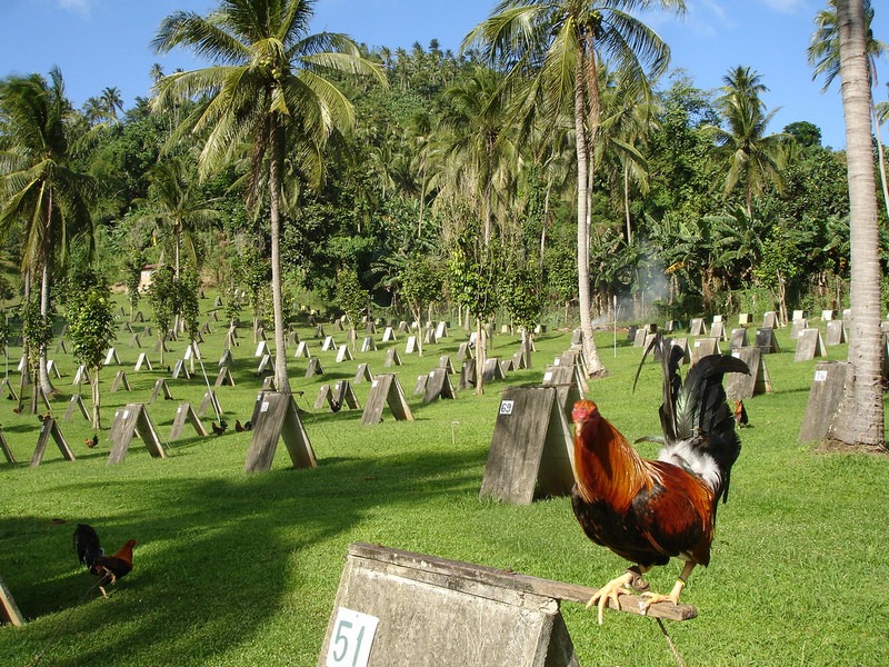 bán gà đá An Giang