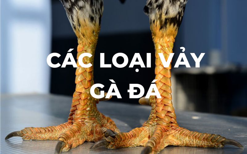 Các loại vảy gà