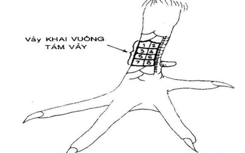 Các loại vảy gà