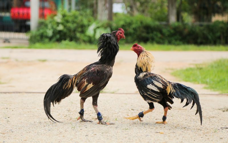 cách chăm sóc gà sau khi đá về