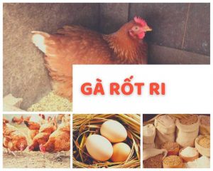 gà rốt đỏ