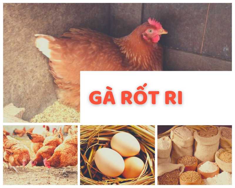 gà rốt đỏ