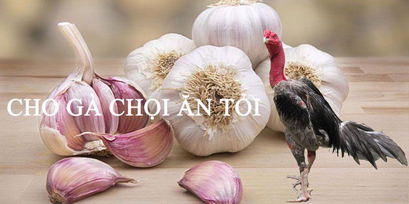 cách chữa gà bị khò khè lên đờm