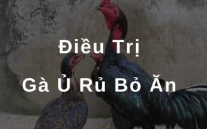 gà ủ rủ bỏ ăn