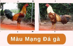 màu mạng gà đá ngày mai