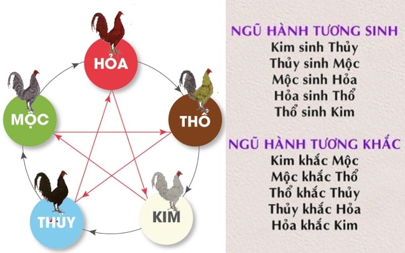 màu mạng gà đá ngày mai