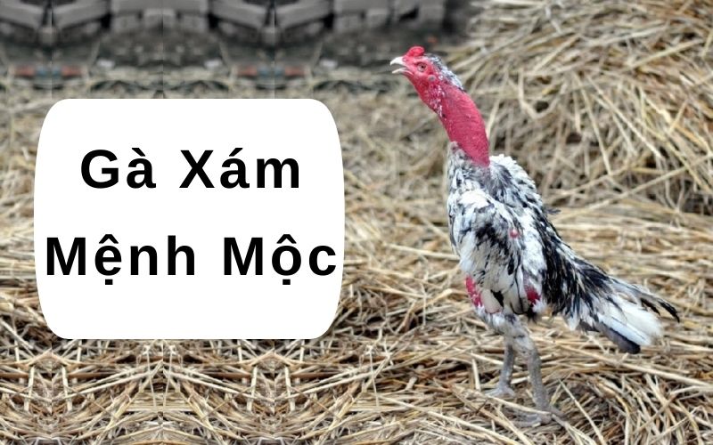 màu mạng gà đá ngày mai