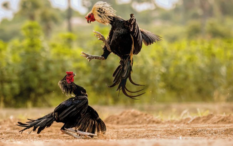 những trận đá gà đỉnh cao