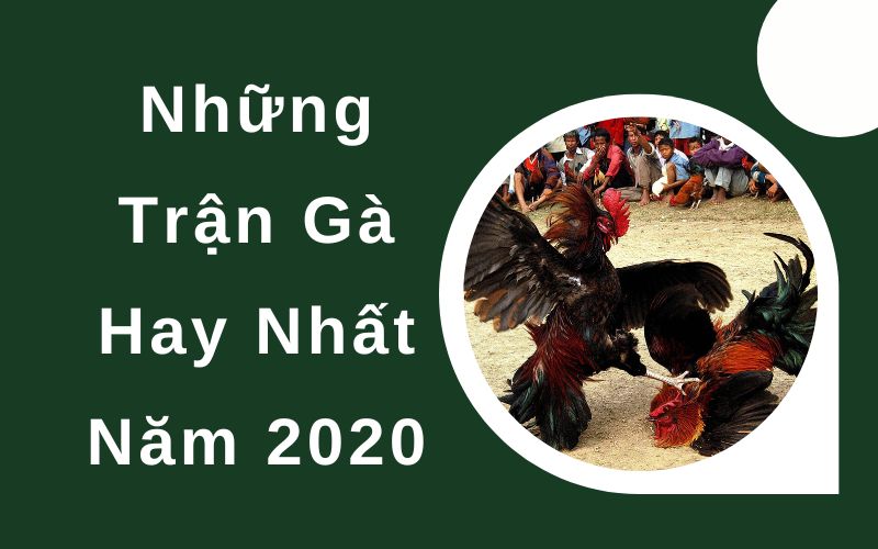 những trận gà hay nhất năm 2020