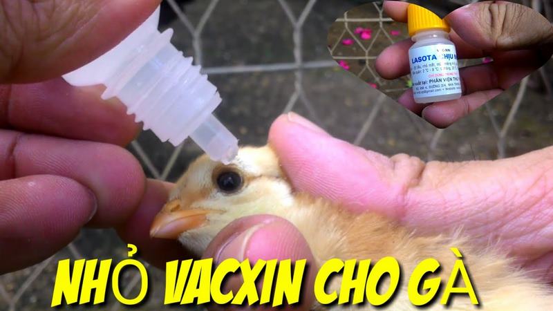 vacxin lasota chịu nhiệt có tác dụng gì