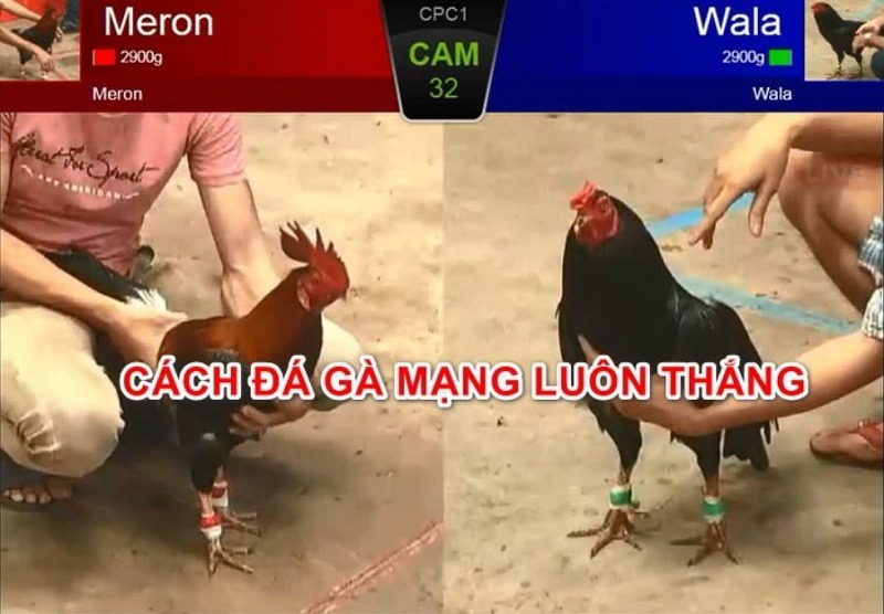 Cách đá gà trên mạng