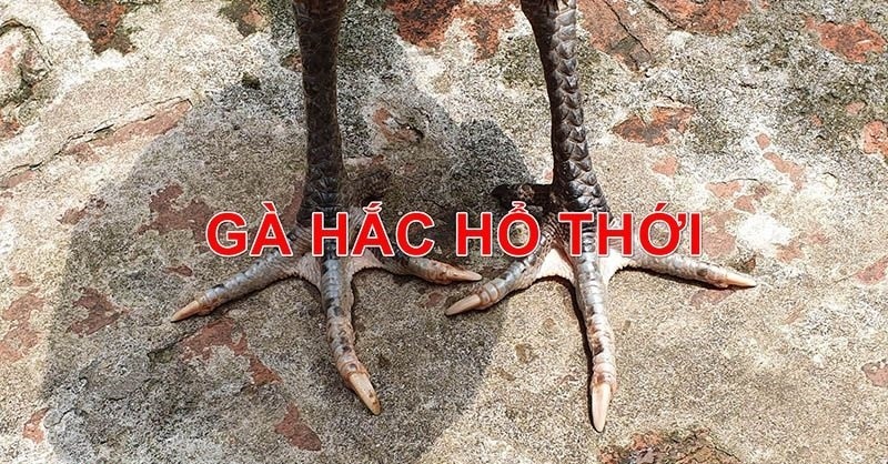 gà chọi hắc hổ thới