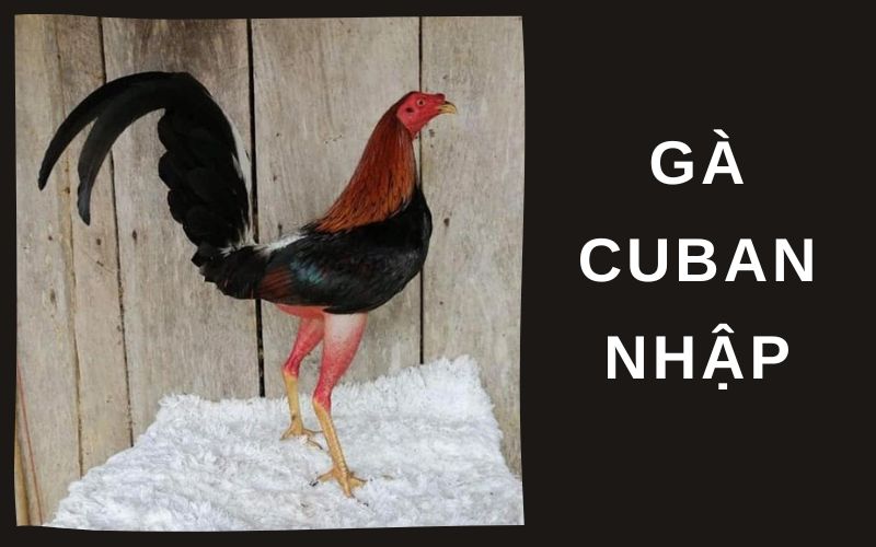 Gà Cuban nhập