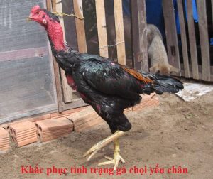 gà đá về đi tập tễnh