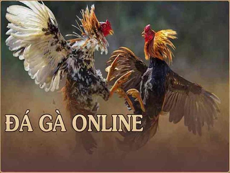 đá gà cựa sắt casino