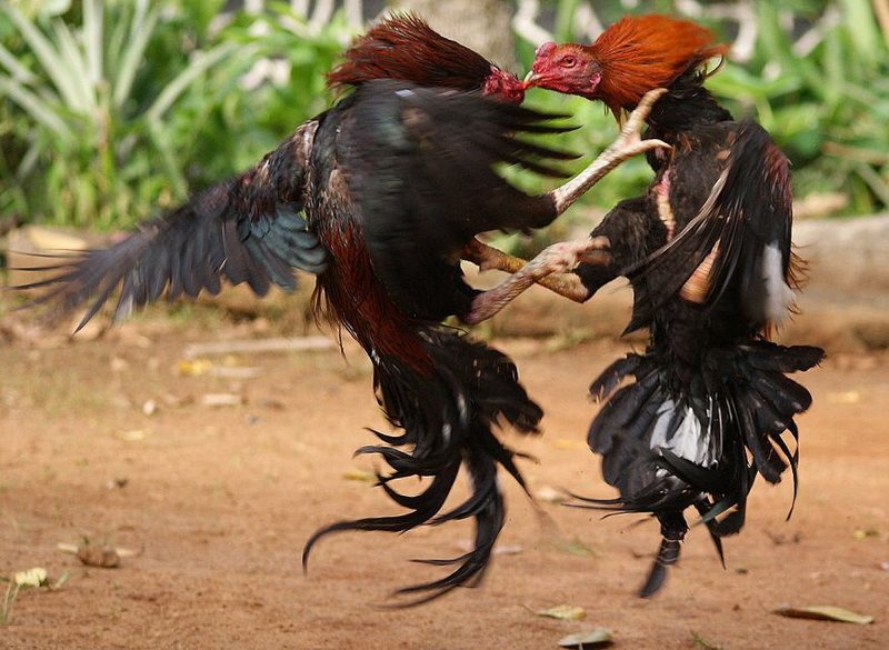 tạo tài khoản đá gà