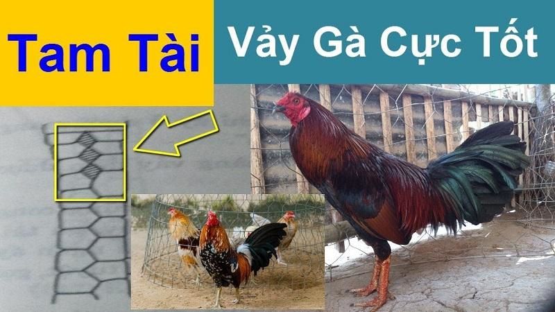 vảy gà hiếm