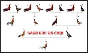 Cách tạo dòng gà chọi