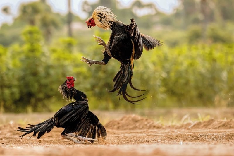 Cách tạo dòng gà chọi