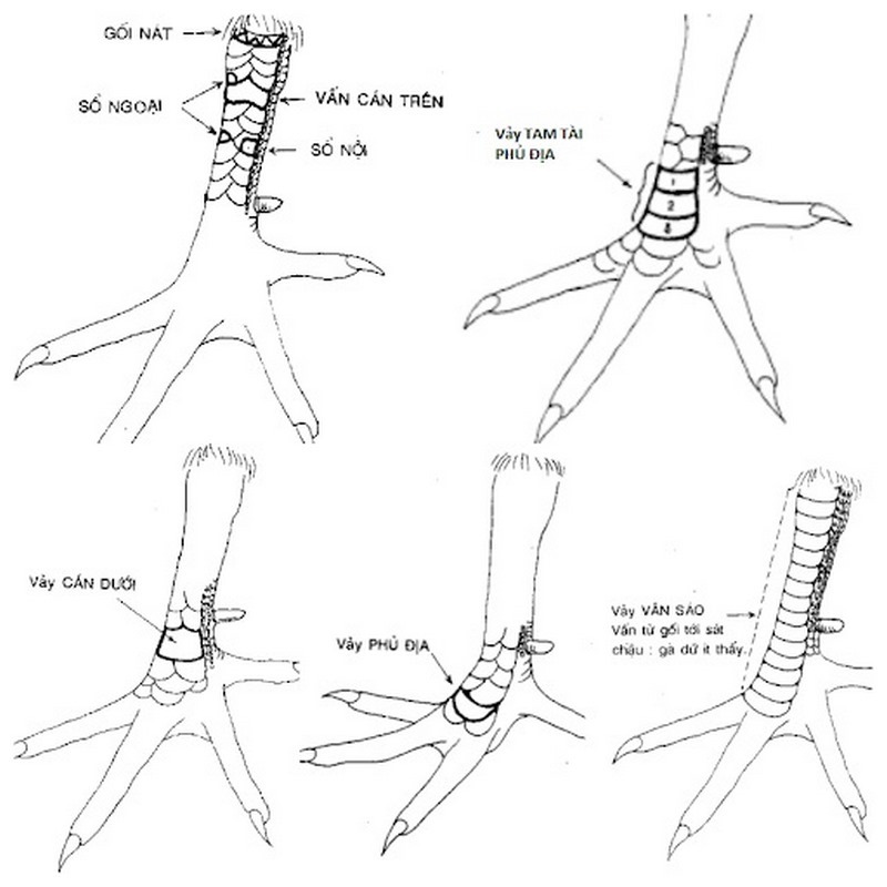 cách xem vảy gà đá cựa sắt