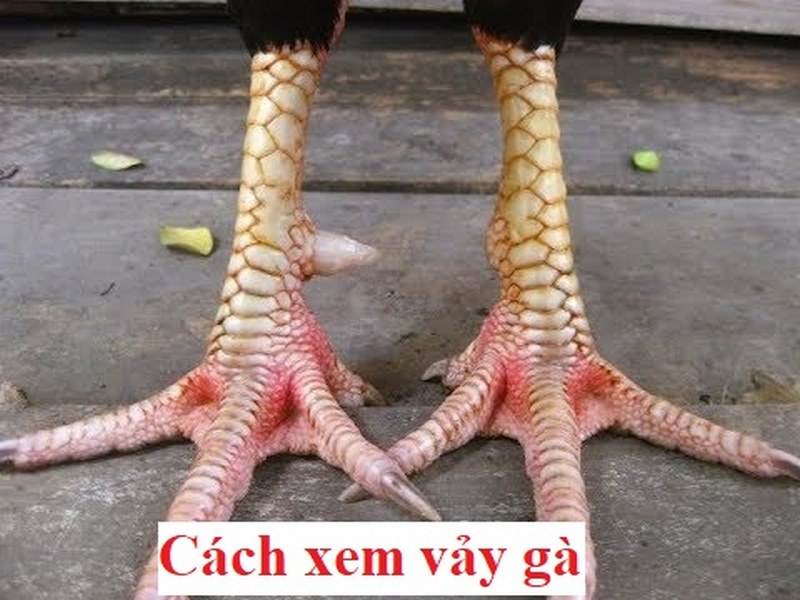 cách xem vảy gà đá cựa sắt