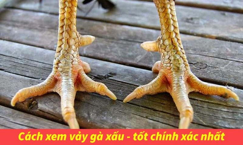 cách xem vảy gà đá cựa sắt