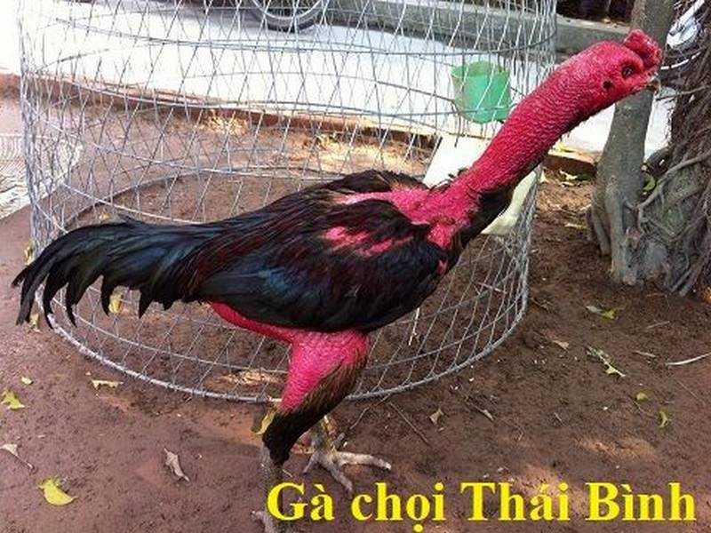 gà chọi Thái Bình