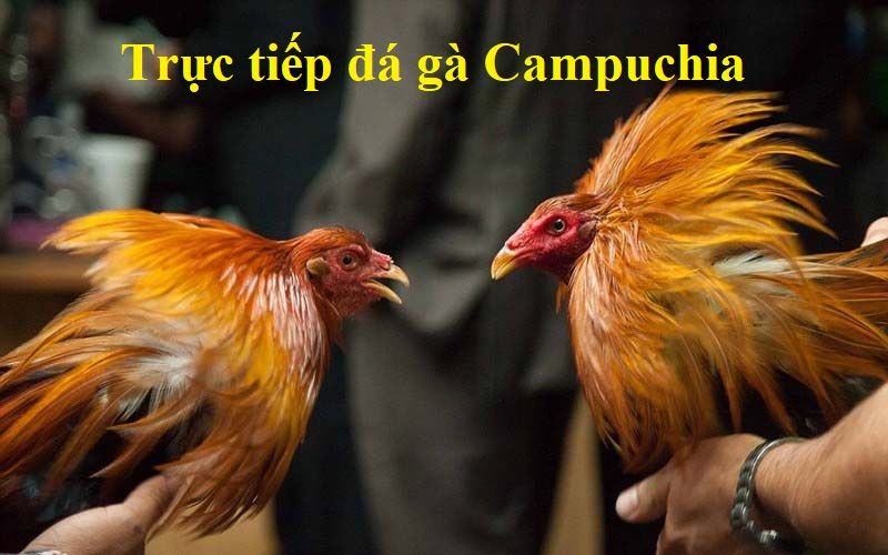 đá gà Campuchia trực tiếp ngày hôm nay