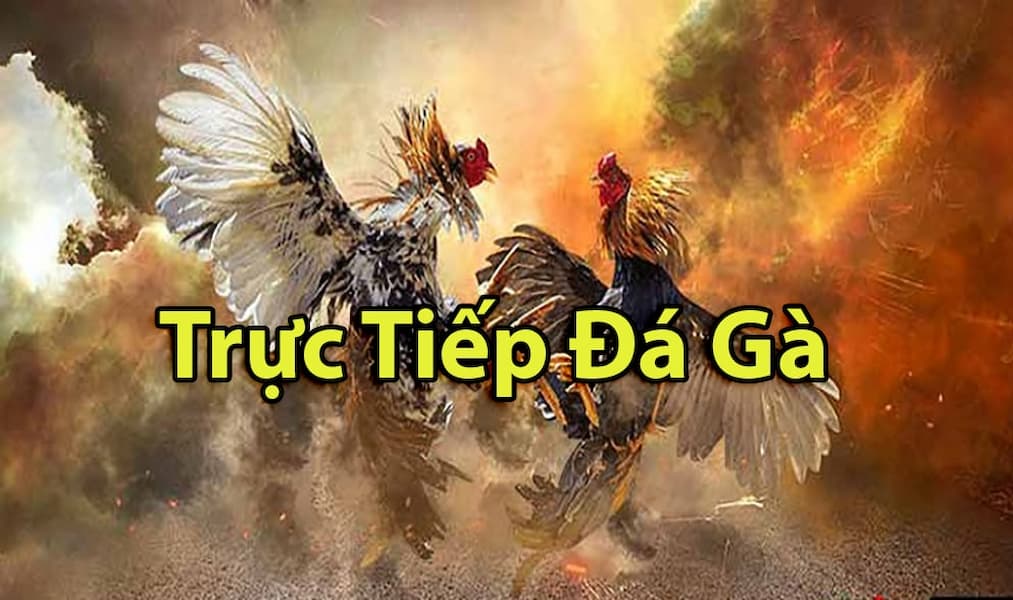 Đá gà trực tiếp Thomo hôm nay bình luận viên