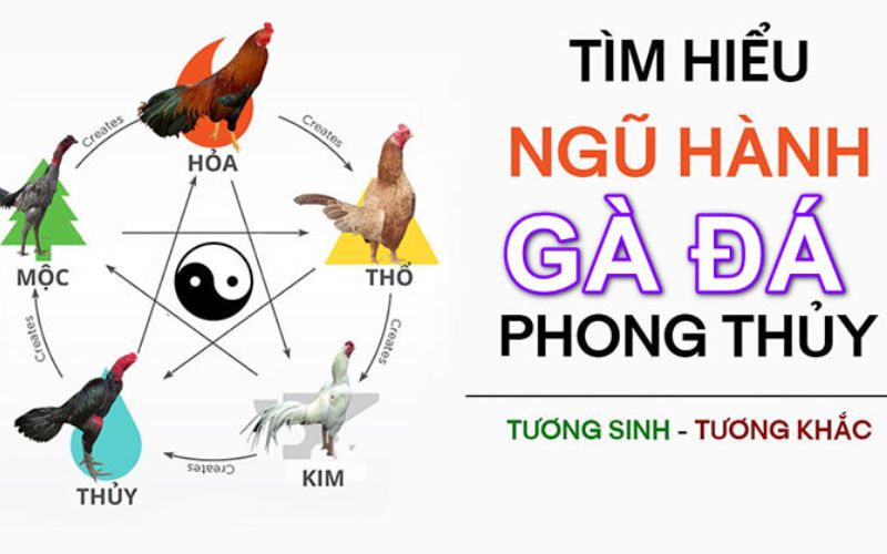 Hôm nay đá gà màu gì