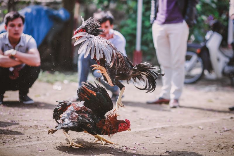 Chợ Tốt gà đá quận 7