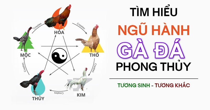 Màu mạng gà đá theo ngày