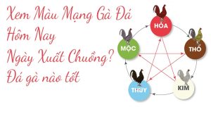 Màu mạng gà đá theo ngày