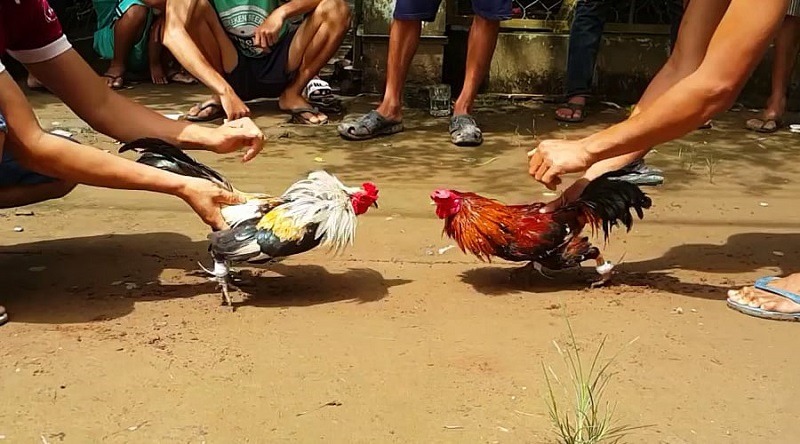 Màu mạng gà đá theo ngày