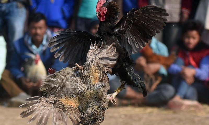 Những trận gà siêu kinh điển