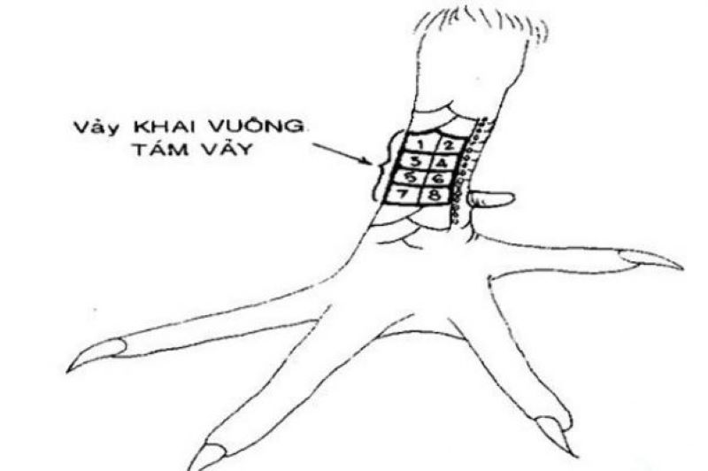 Vảy gà xấu